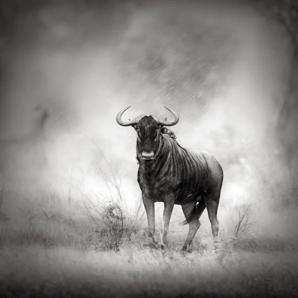 Blue Wildebeest in rainstorm — Stock Photo, Image