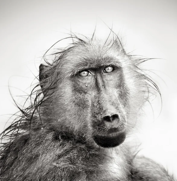 stock image Wet Baboon portrait