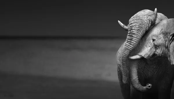 Słonie interakcji — Zdjęcie stockowe