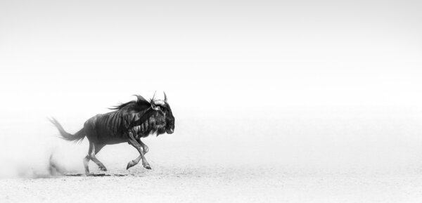 Blue wildebeest in desert