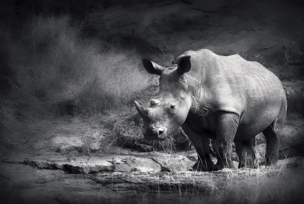 白犀牛 — 图库照片