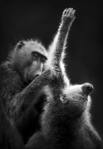 Chacma babuínos aliciamento — Fotografia de Stock