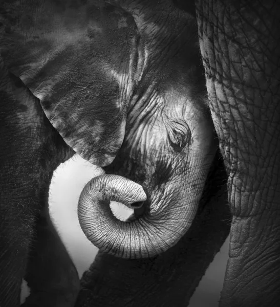 Baby olifant op zoek naar comfort Rechtenvrije Stockfoto's