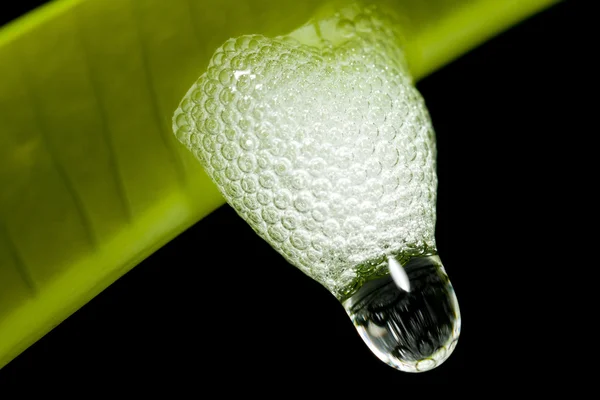 Bubbla på gröna blad — Stockfoto