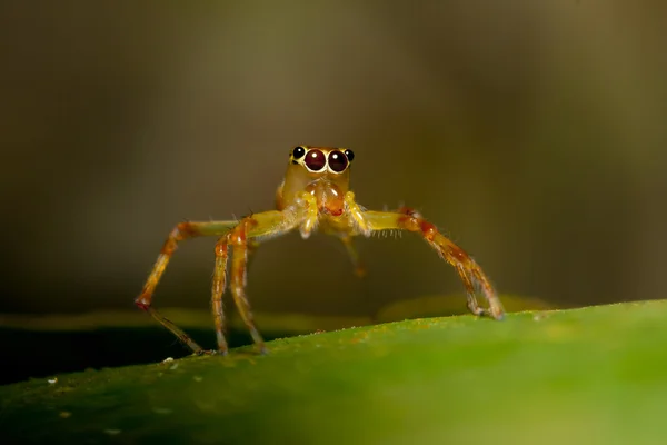 Yellow jumper spider — Stock Photo, Image