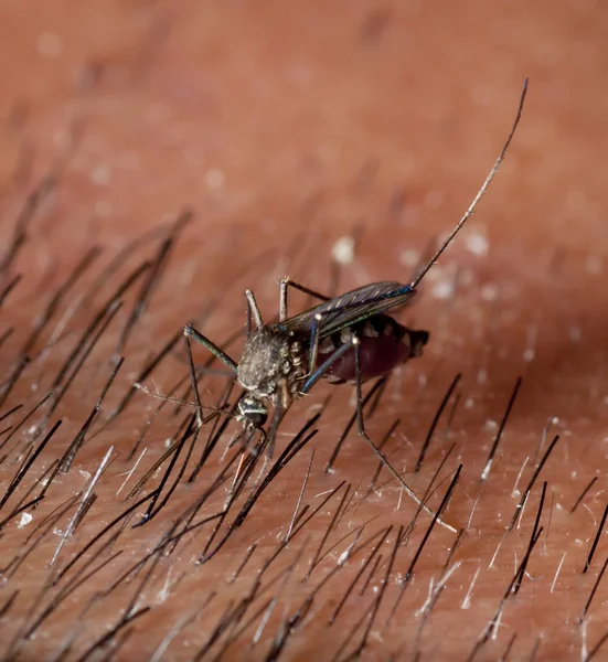 Азиатский комар — стоковое фото