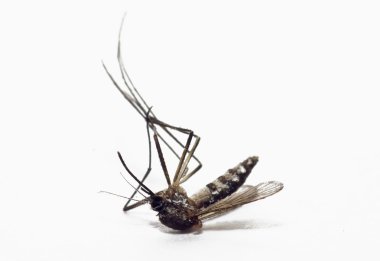 Dead mosquito clipart