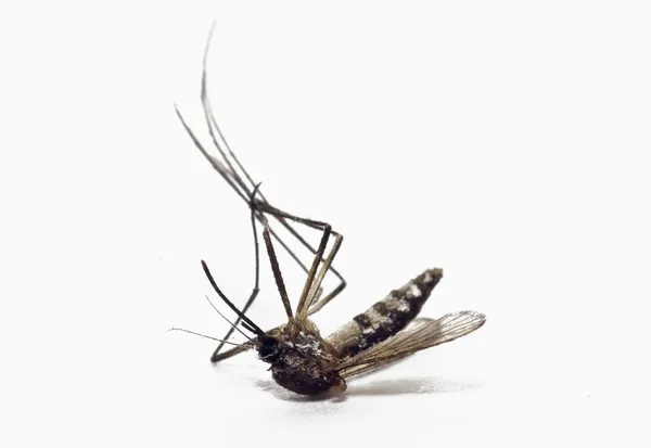 Νεκρός κουνουπιών — Φωτογραφία Αρχείου
