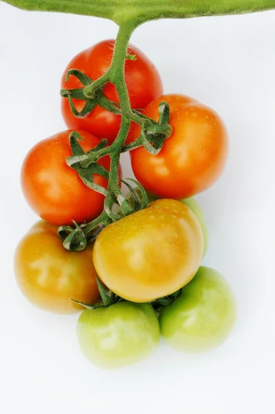 番茄茎 — 图库照片
