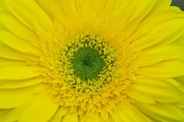 Crysanthamum çiçek — Stok fotoğraf