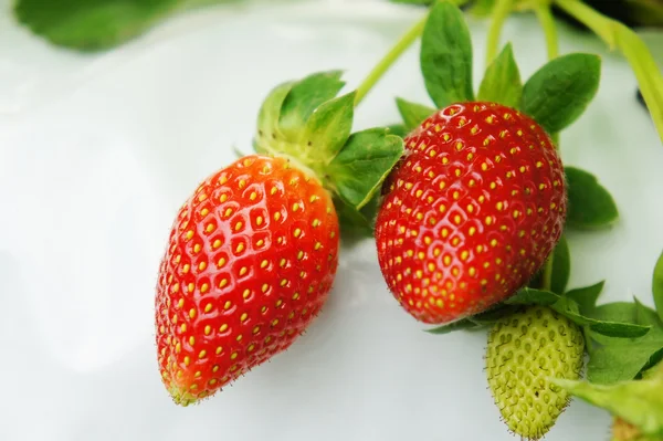生草莓 — 图库照片