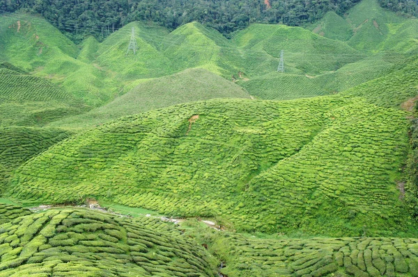 Tea farm — Stock Photo, Image