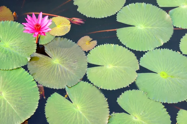 stock image Lotus flower and leaf