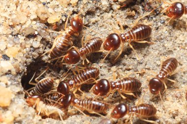 Termite soil clipart