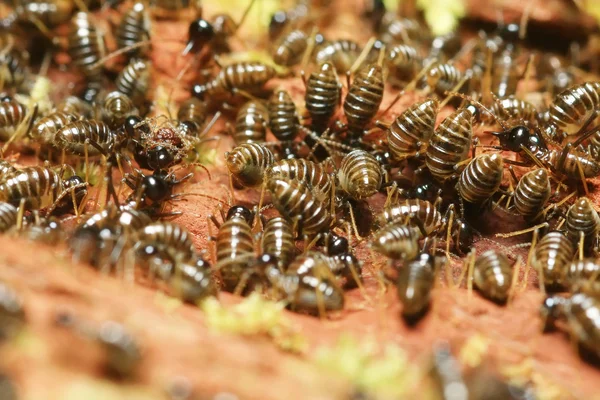Vuxen av termiter — Stockfoto