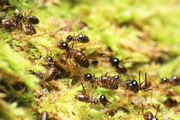 Groep van termieten — Stockfoto