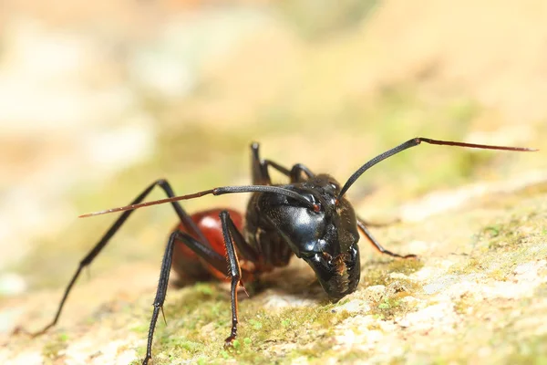 Mravenec bojovník — Stock fotografie