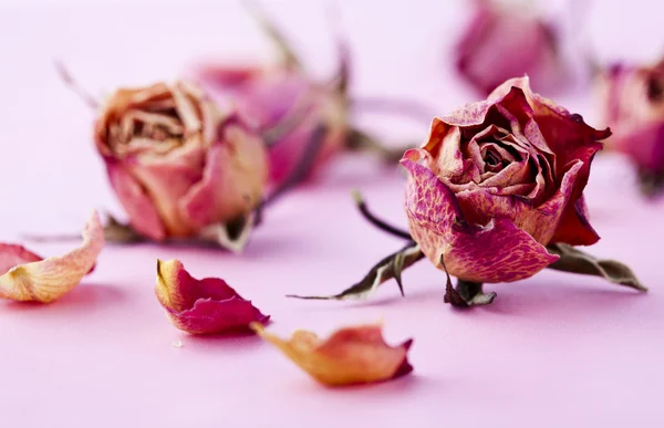 Сухие розы — стоковое фото