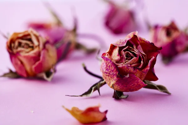 stock image Dry roses