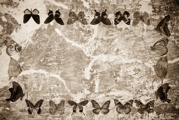 Marco de mariposa grunge fondo de pared — Foto de Stock