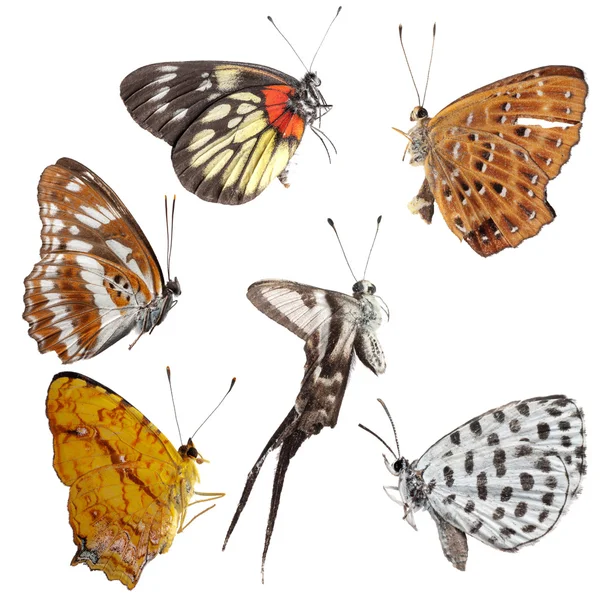 Коллекция боковых видов бабочек — стоковое фото