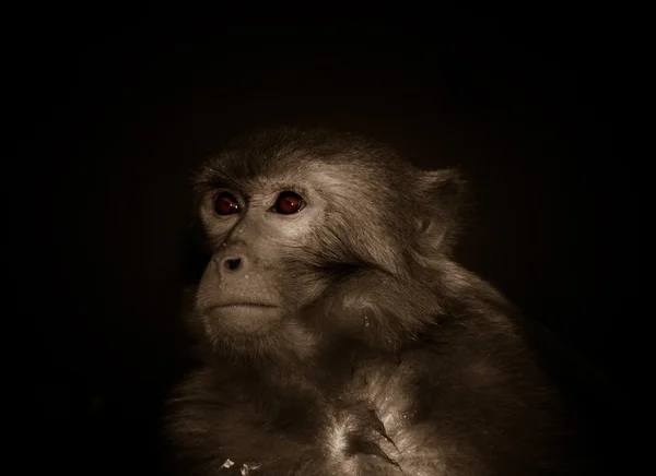 Animal monkey — Stock Photo, Image