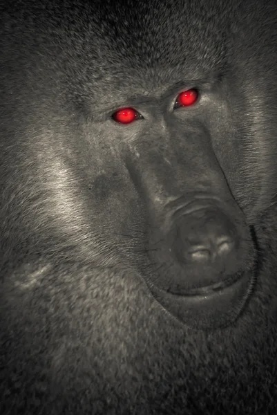 Бабуин-обезьяна — стоковое фото
