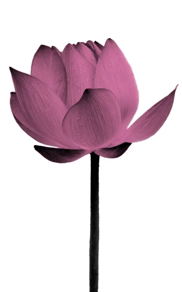 Lotusblume schwarz und weiß — Stockfoto