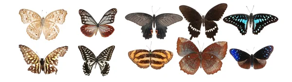 蝶コレクションをセット — ストック写真