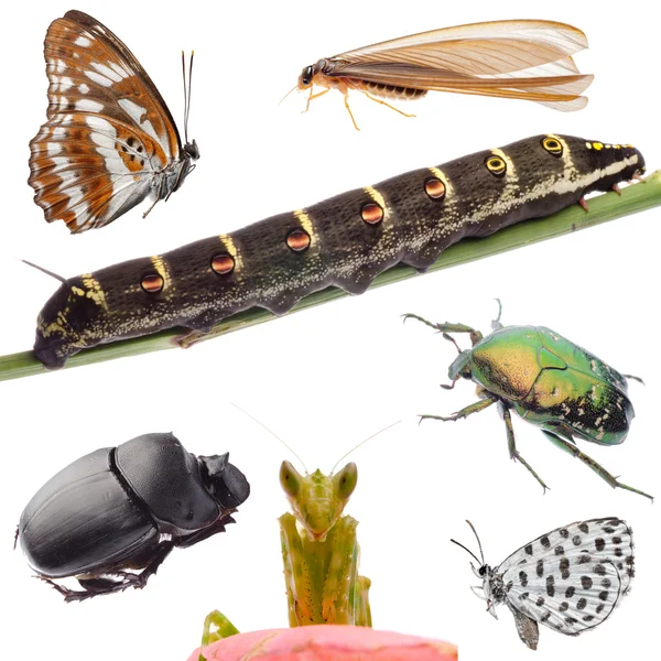 stock image Insects set collection