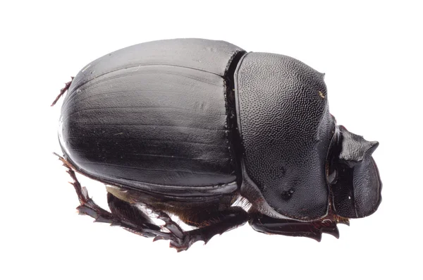 Dunk beetle — Stock Photo, Image