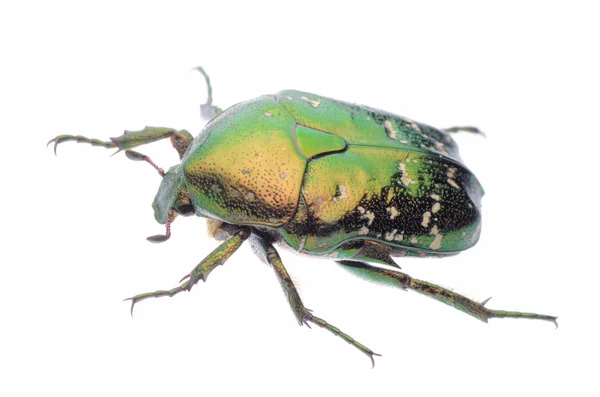 Grüner Käfer — Stockfoto