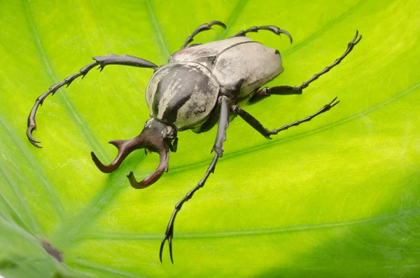 Комаха оленячий ріг квітковий жук — стокове фото
