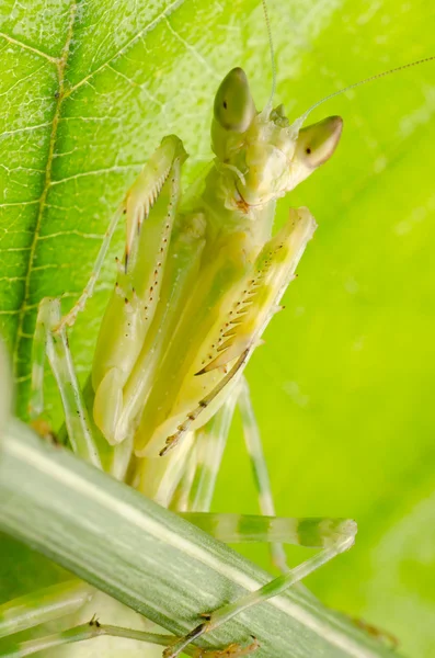 Mantis de oração — Fotografia de Stock