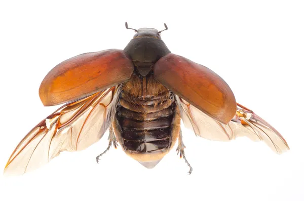 Escarabajo puede escarabajo —  Fotos de Stock