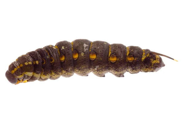 Cocoon caterpillar — Stockfoto