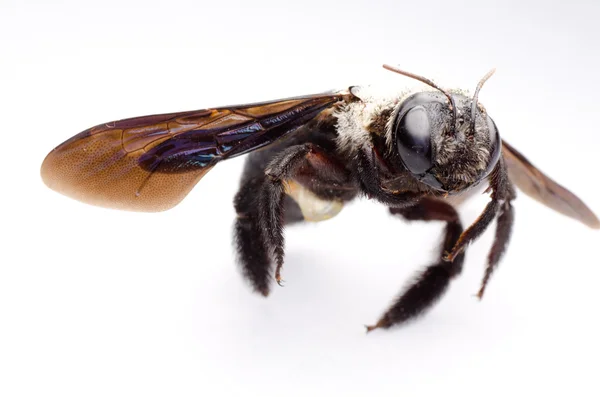 Бджола тесляра — стокове фото