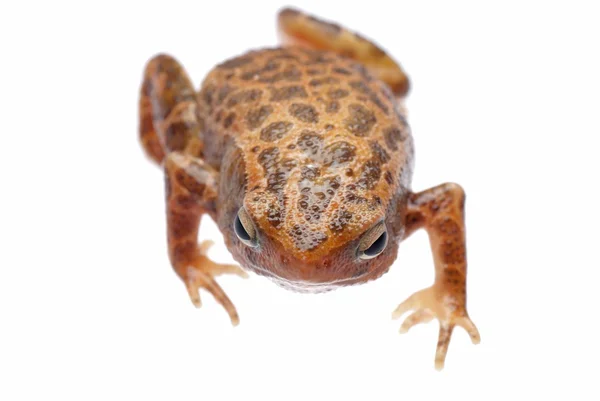 Земноводная лягушка — стоковое фото