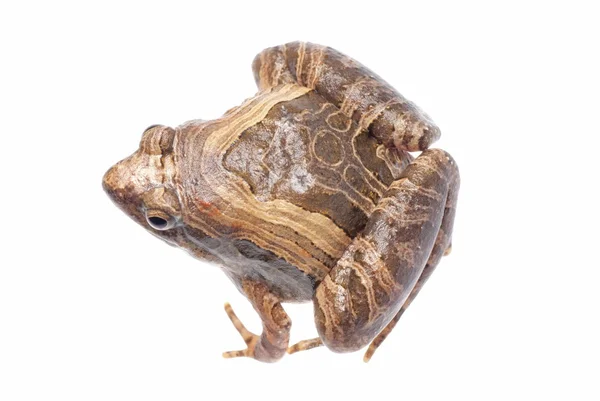 Των ζώων, βάτραχος — Φωτογραφία Αρχείου