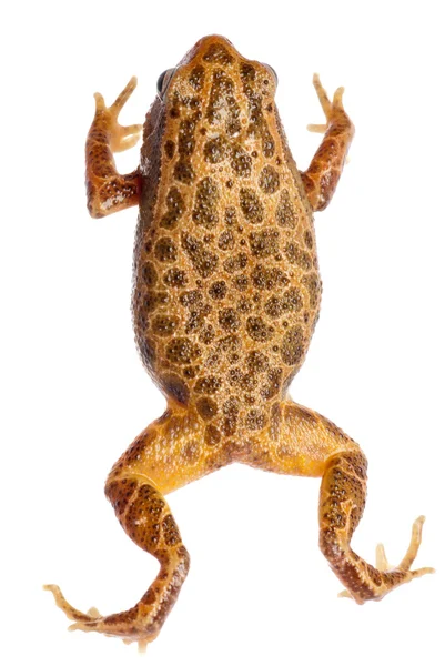 Animal amphibian frog — Stock Photo, Image