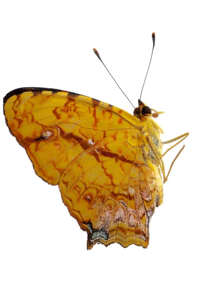 Вид сбоку бабочки — стоковое фото