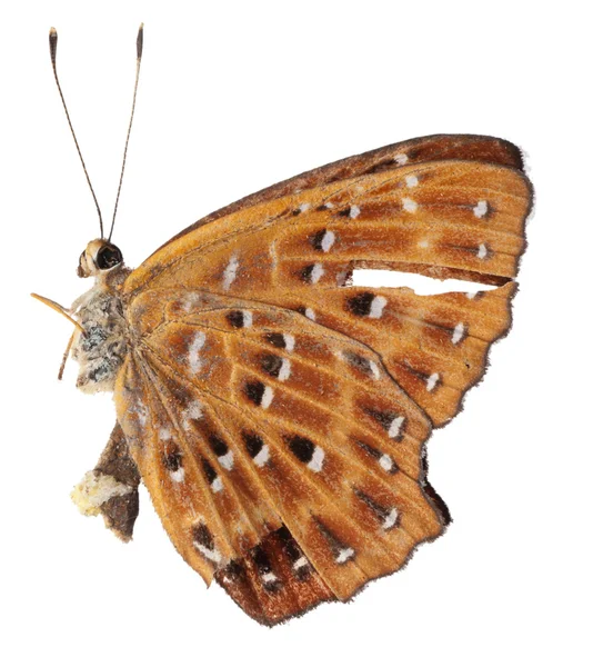 Вид збоку метелик — стокове фото