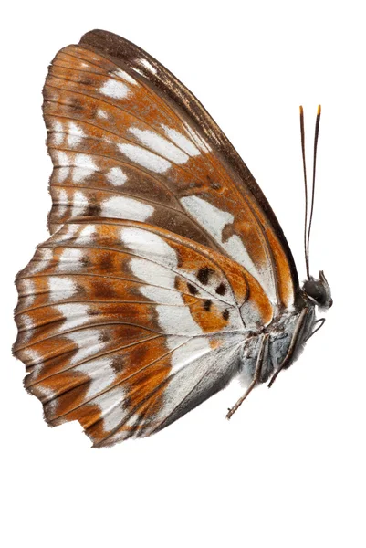 Butterfly side view — Stock Photo, Image