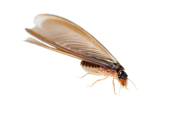 Термитный белый муравей — стоковое фото