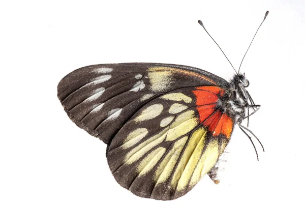Πλευρά πεταλούδας — Φωτογραφία Αρχείου