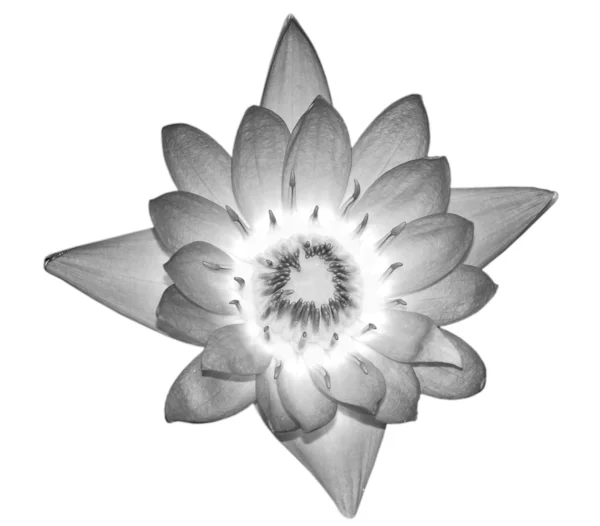 水ユリの花 — ストック写真