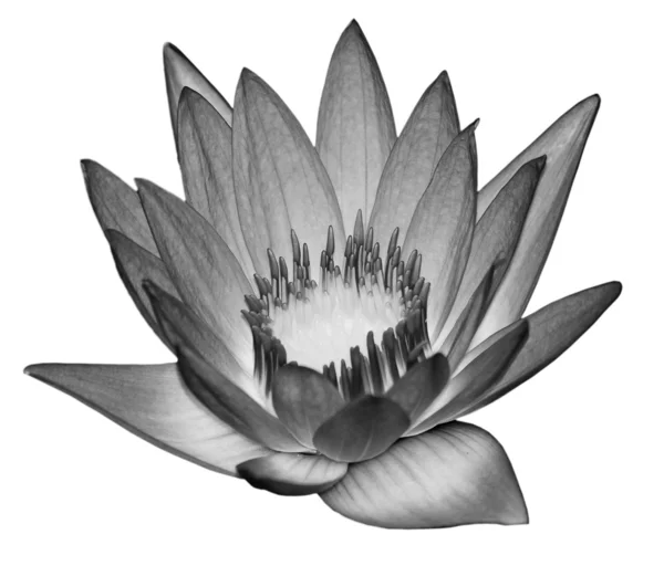Water lily flower — Stok fotoğraf