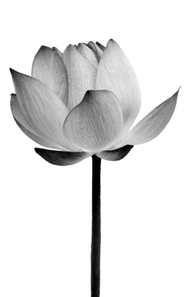 Цветок лотоса чёрно-белый — стоковое фото