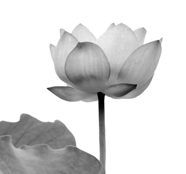 Lotus blomma svart och vitt — Stockfoto