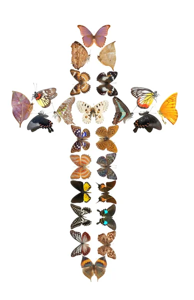 Motýlí kříž — Stock fotografie